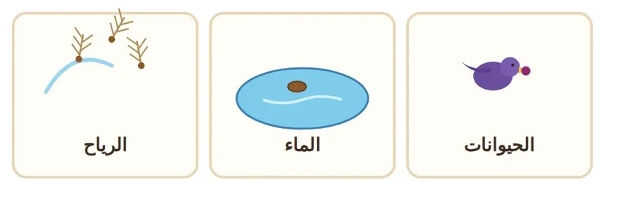 طرق انتقال البذور: بالرياح، وبالماء، وبالحيوانات