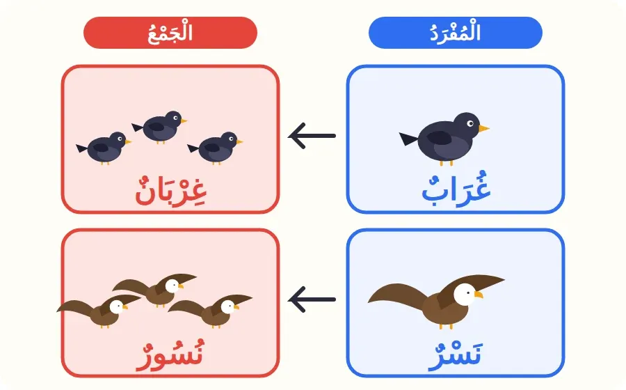 المفرد والجمع: غراب وغربان، نسر ونسور