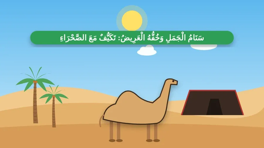 سَنَامُ الْجَمَلِ وَخُفُّهُ الْعَرِيضُ: تَكَيُّفٌ مَعَ الصَّحْرَاءِ