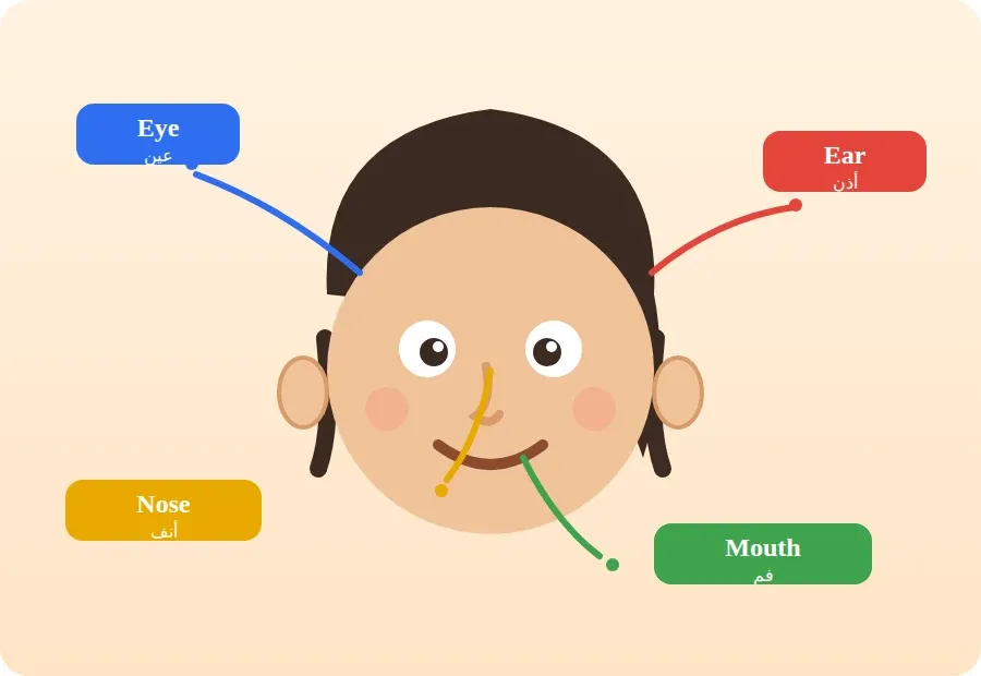 طفل تشير أسهم إلى عينه وأذنه وأنفه وفمه بأسمائها الإنجليزية