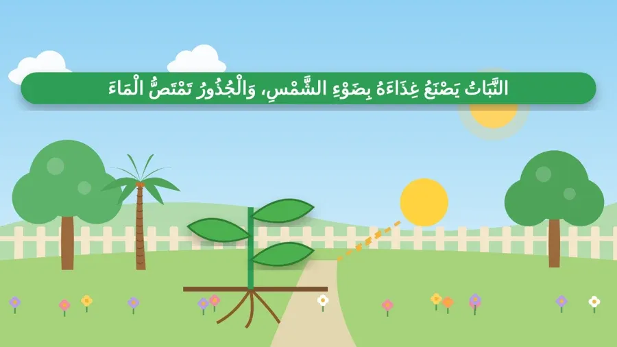 النَّبَاتُ يَصْنَعُ غِذَاءَهُ بِضَوْءِ الشَّمْسِ، وَالْجُذُورُ تَمْتَصُّ الْمَاءَ