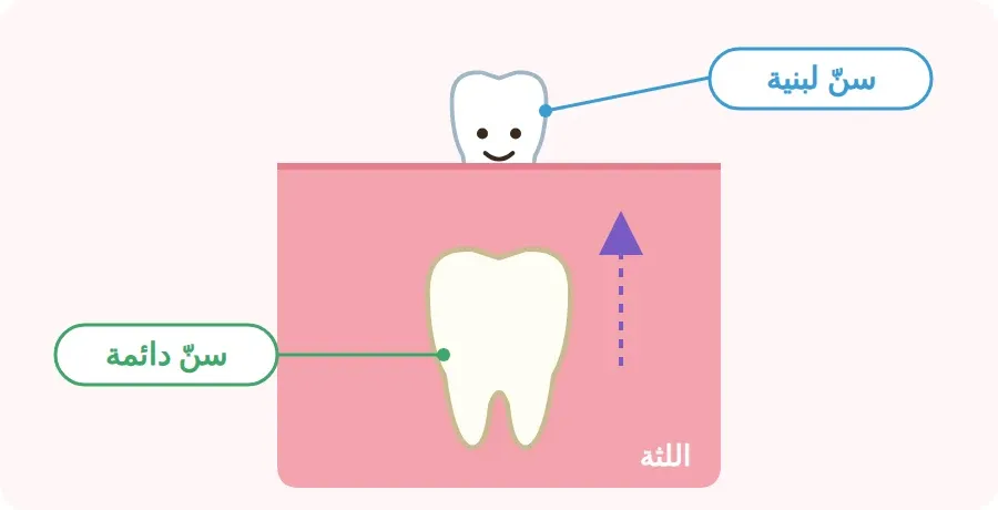 السن اللبنية الصغيرة في الأعلى، وتحتها في اللثة السن الدائمة تنتظر دورها