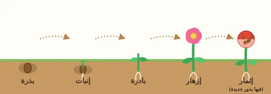 مراحل نمو النبات من البذرة إلى الثمرة
