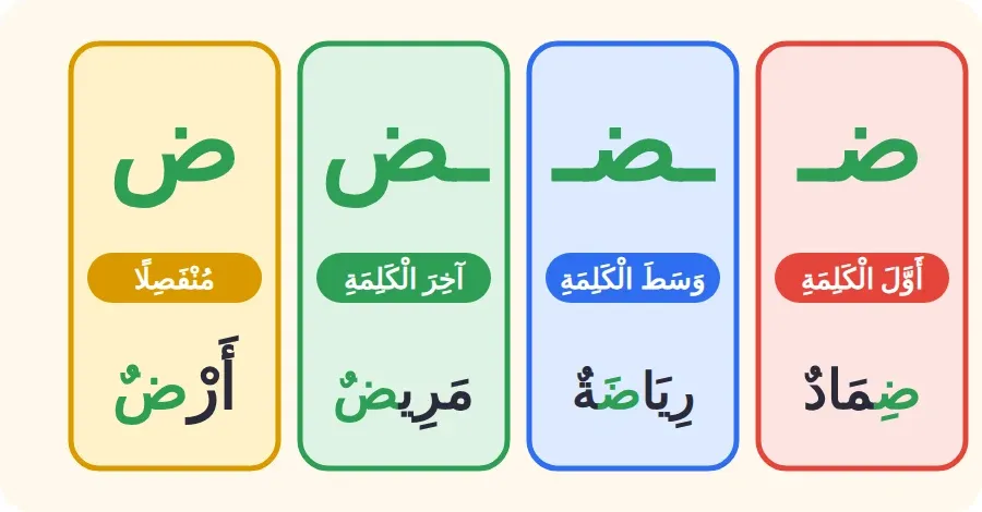 أشكال حرف الضاد: ضـ في أول الكلمة، ـضـ في وسطها، ـض في آخرها متصلًا، ض منفصلًا