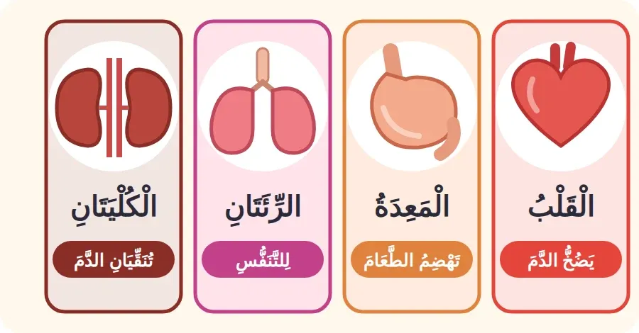 القلب والمعدة والرئتان والكليتان مع اسم كل عضو وعمله