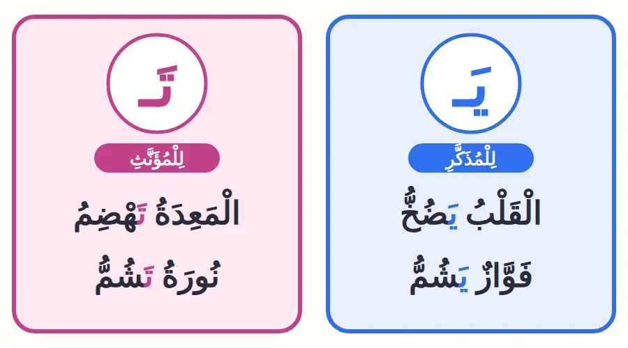 الفعل يبدأ بالياء مع القلب وفواز، وبالتاء مع المعدة ونورة