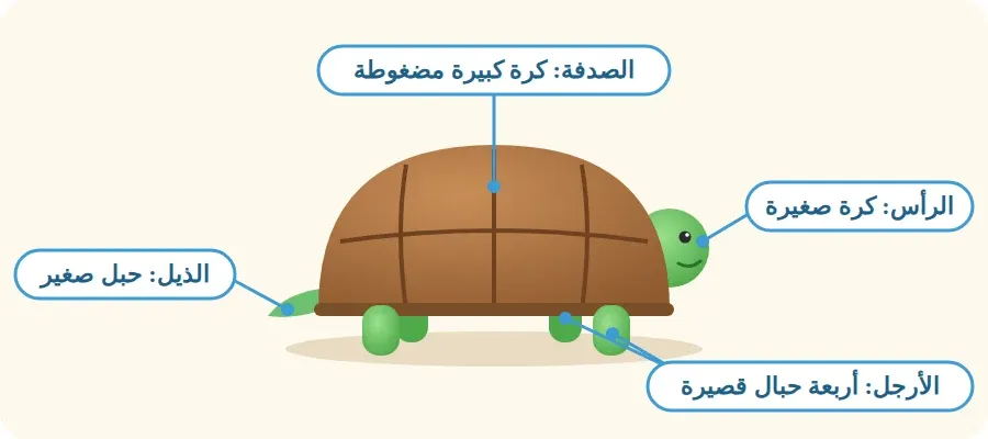 أجزاء السلحفاة المجسمة من الصلصال: الصدفة، والرأس، والأرجل الأربع، والذيل